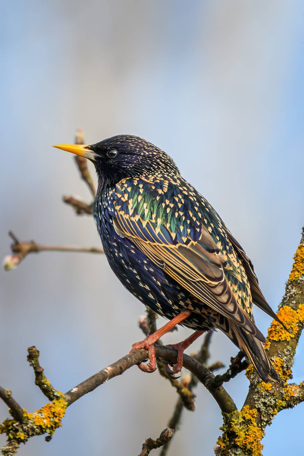 , Морозов Сергей