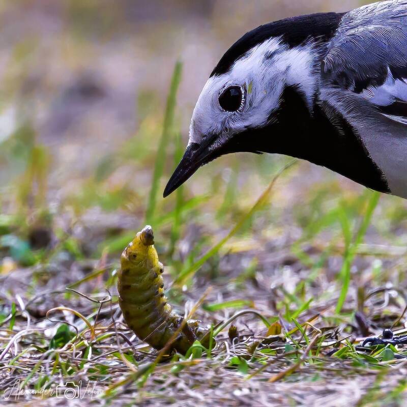 ты кто? фото превью