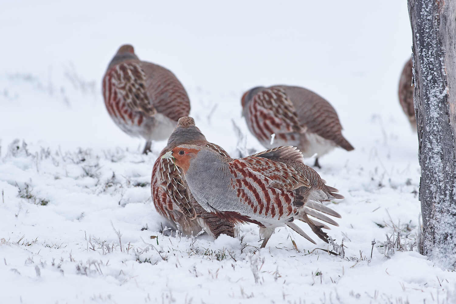 perdix, perdix perdix, серая куропатка, куропатка, Павел Сторчилов