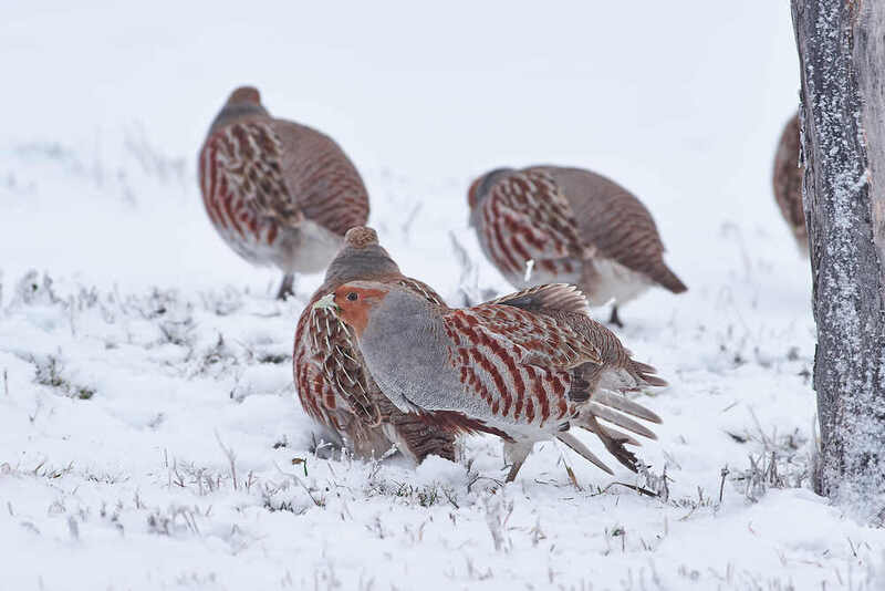 Perdix perdix фото превью