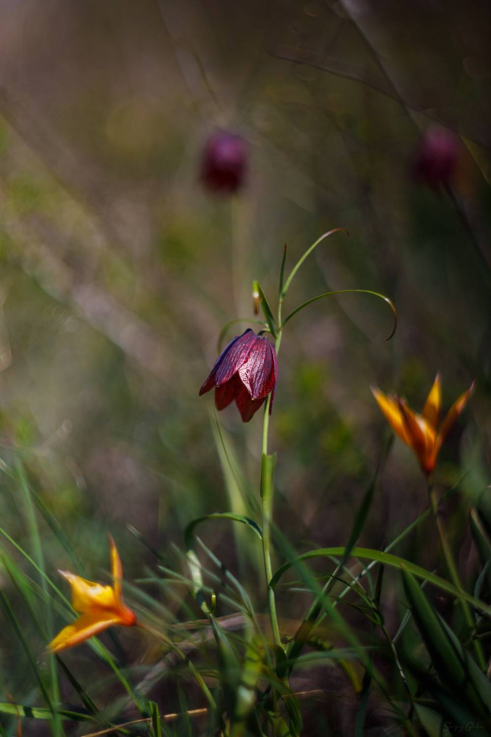 , Глебов Сергей