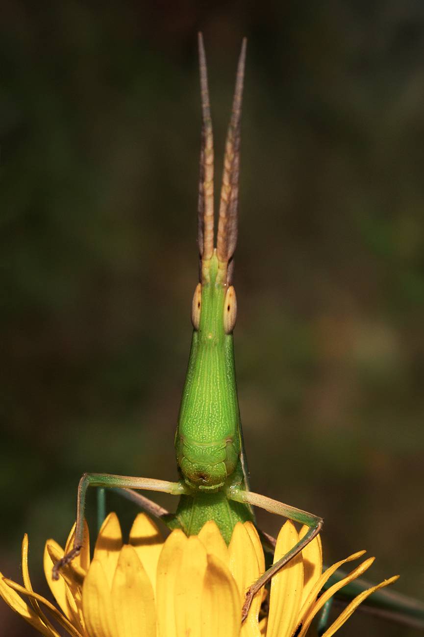 , Нижников Михаил