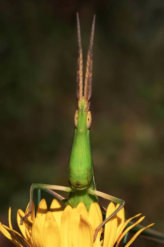 Жил-был у бабушки... фото превью