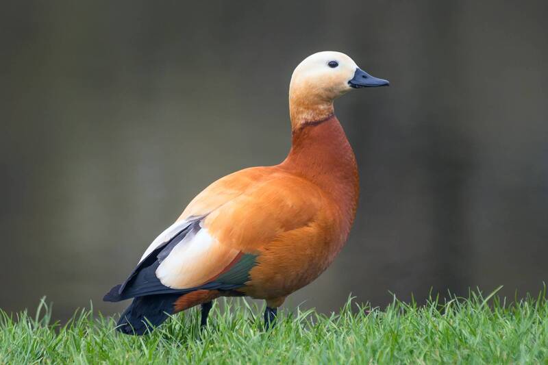 На берегу. фото превью