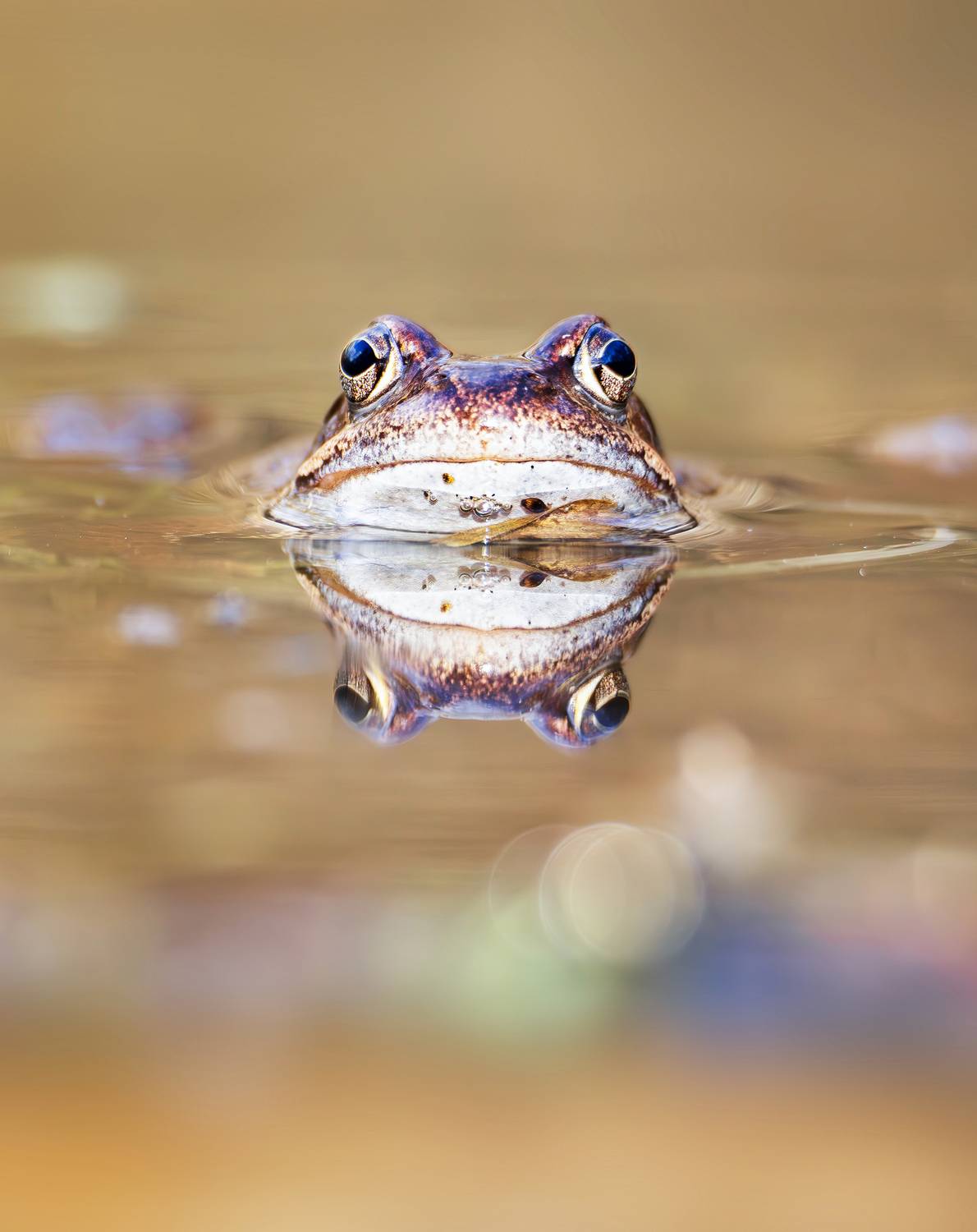 травяная лягушка, лягушка, битцевский лес, природа москвы, природа европы, природа мира, весна, апрель, герпетология, фотоохота, земноводные, животные, живая природа, дикая природа, фауна, Жгилёв Сергей