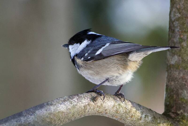 Синица-московка фото превью