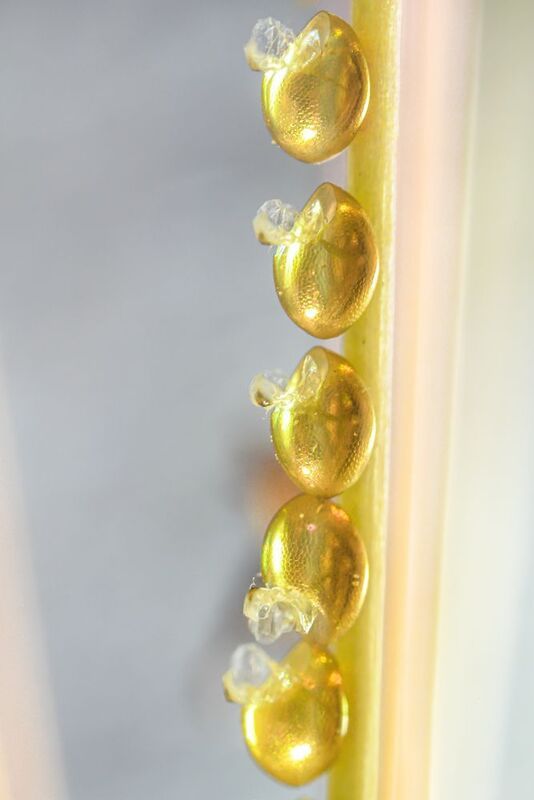 яйца, клопов Капсулы гибернации фото превью