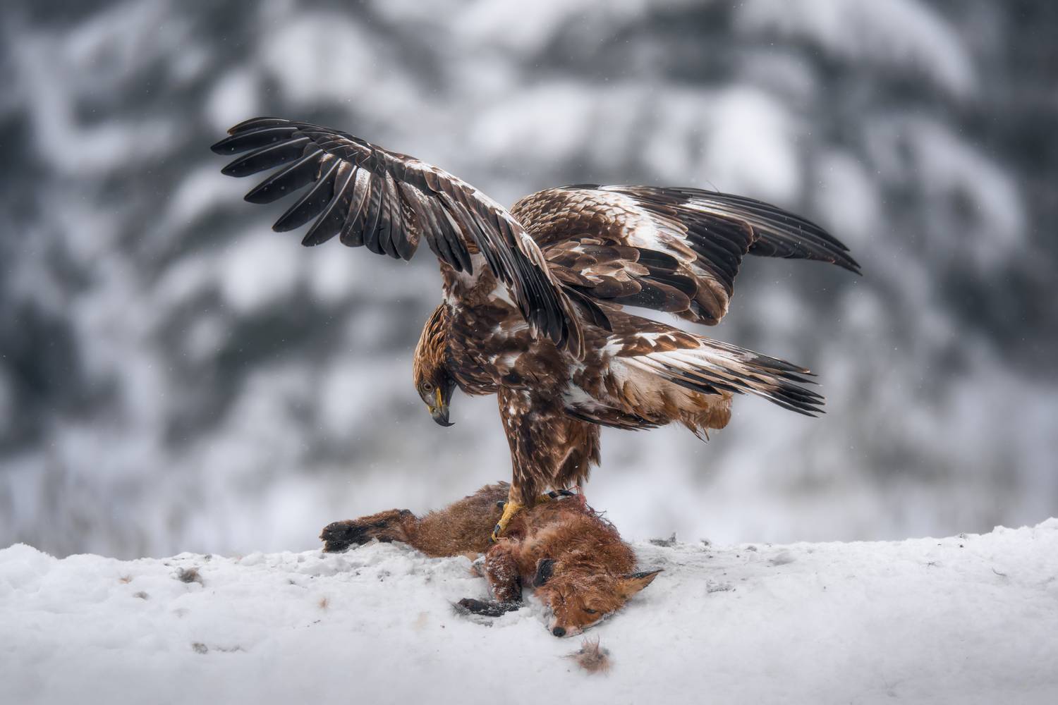 golden eagle, bird of prey, raptor, fox, prey, predator, winter, snow, wildlife, nature, hunting, talons, wings spread, survival, wild animal, mammal, nature photography, wildlife photography, dramatic, fierce, хищник, беркут, орел, зима, красный бор, при, Андрей