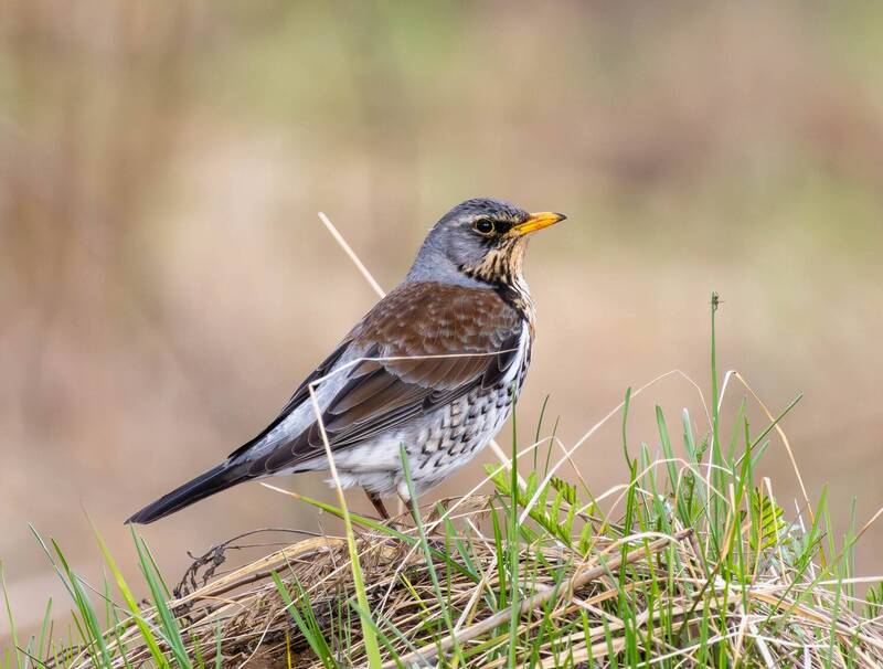 Рябинник фото превью