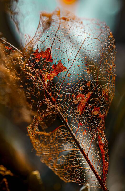 кружево  фото превью