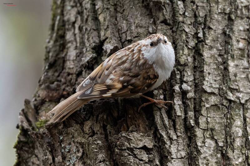 Пищуха фото превью