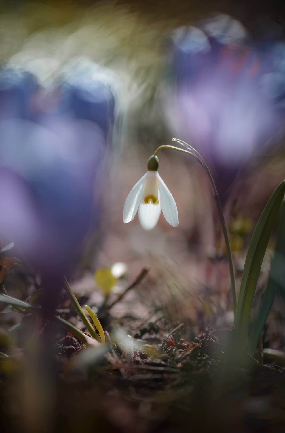 , Неля Рачкова