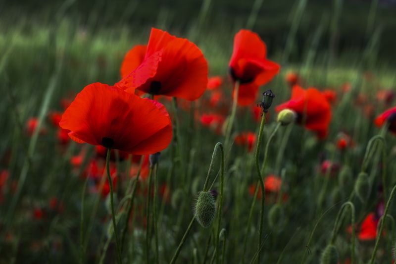 крым Маки фото превью