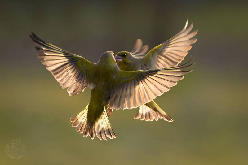 Танец заката - Lens and Feathers фото превью