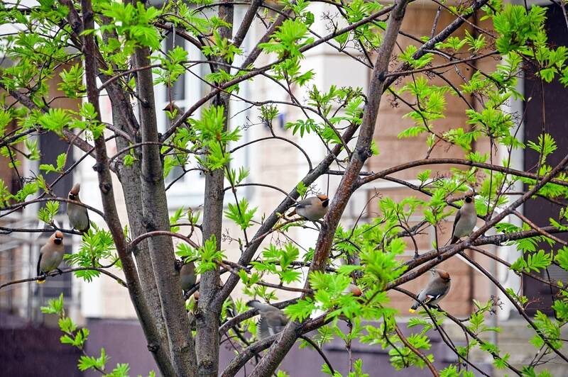 Прилетели свиристели фото превью