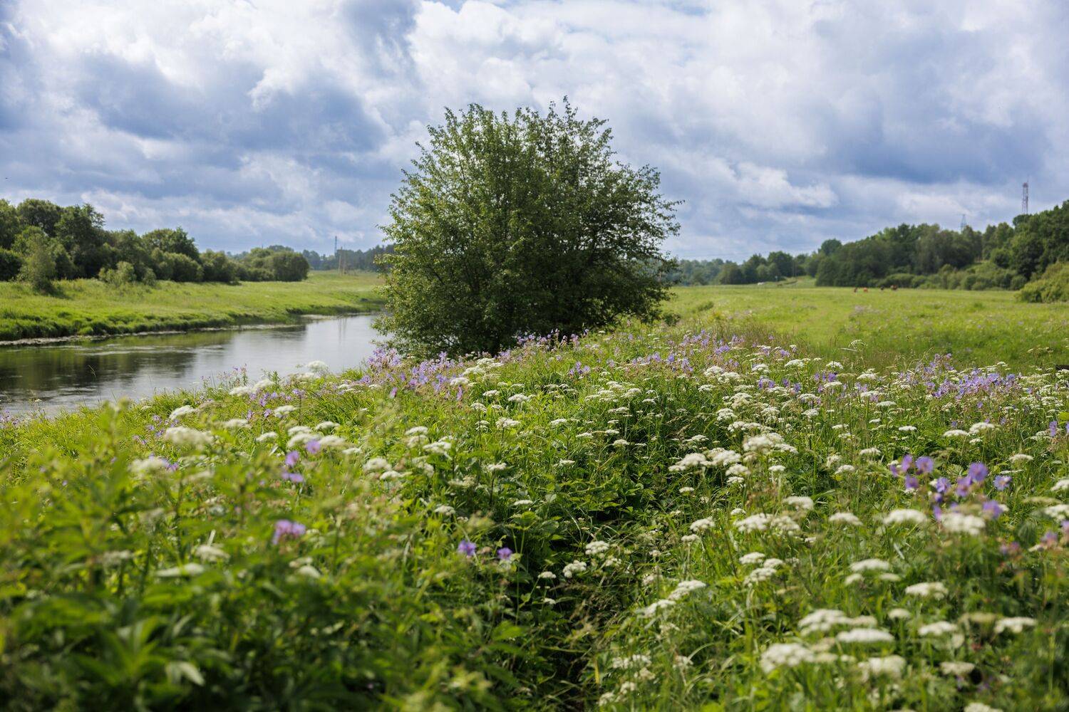 upe, pļava, ziedi, zaļ&scaron;, Cielava Dace