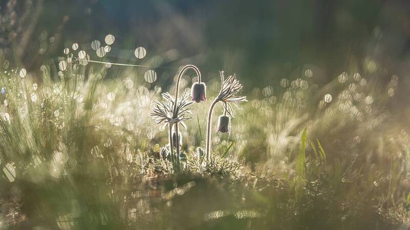 весна, цветы, первоцветы, сон-трава Прострелы фото превью