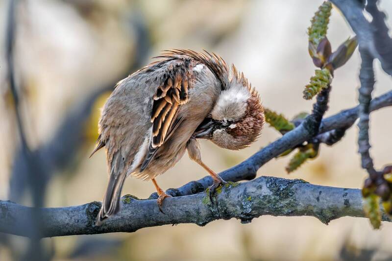 домовый, воробей Книксен от воробушка фото превью