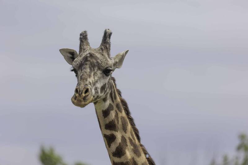 Masai giraffe фото превью