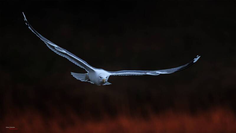 Серебристая чайка фото превью