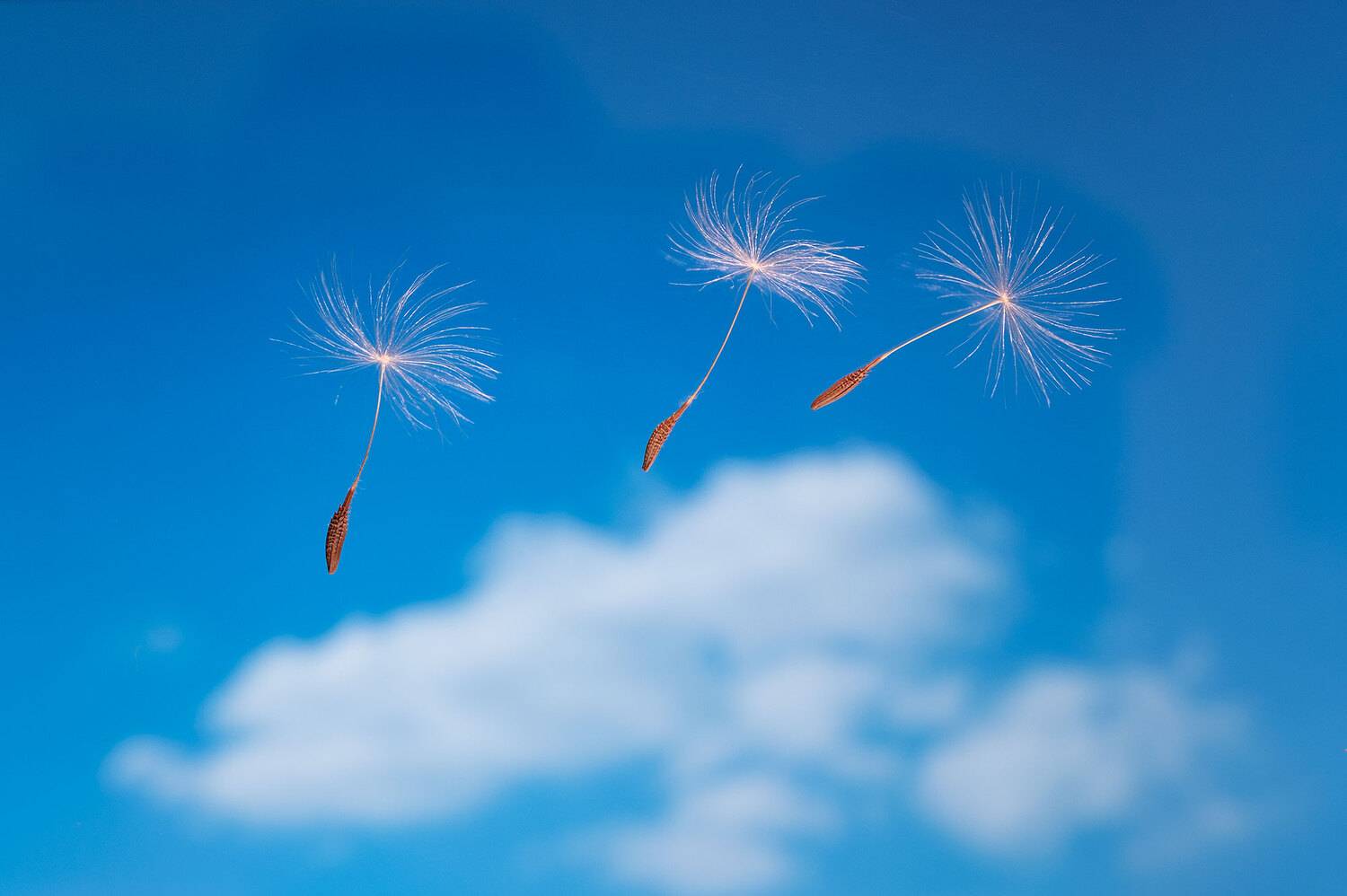 , Владимир Сковородников