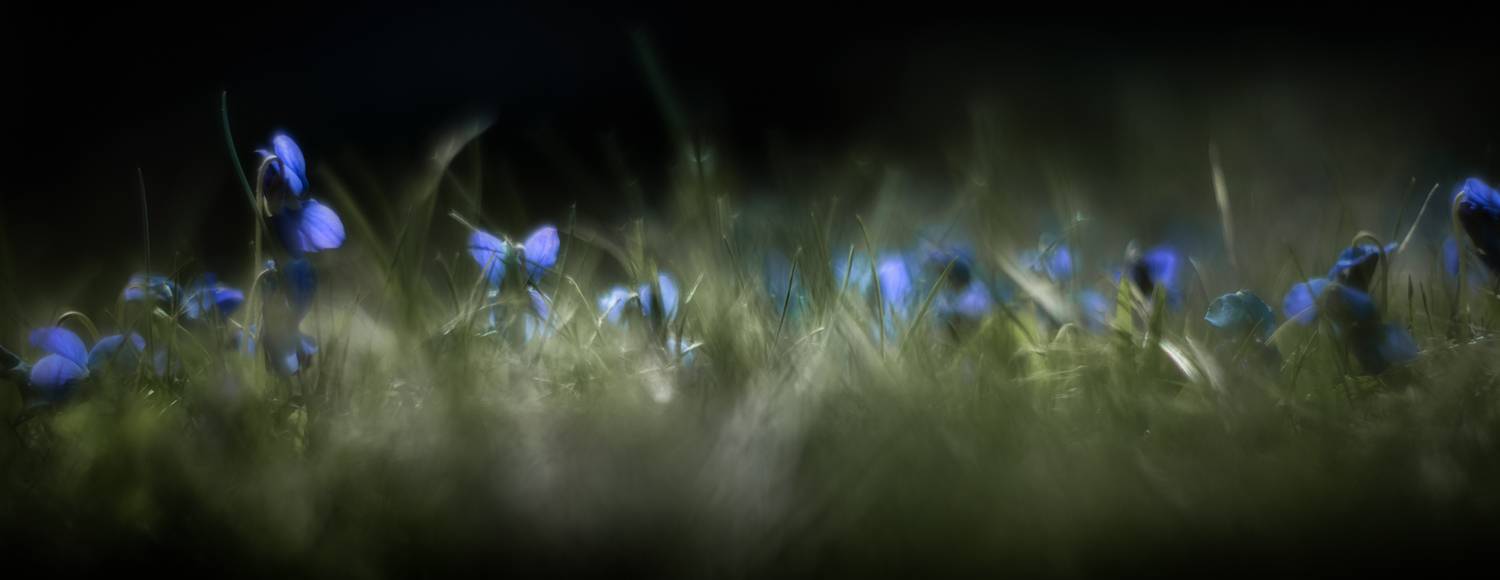 , Неля Рачкова