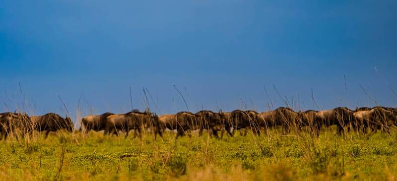 Великая Миграция фото превью