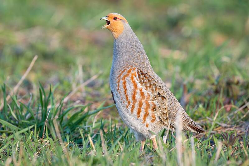 Серая куропатка — Perdix perdix. фото превью