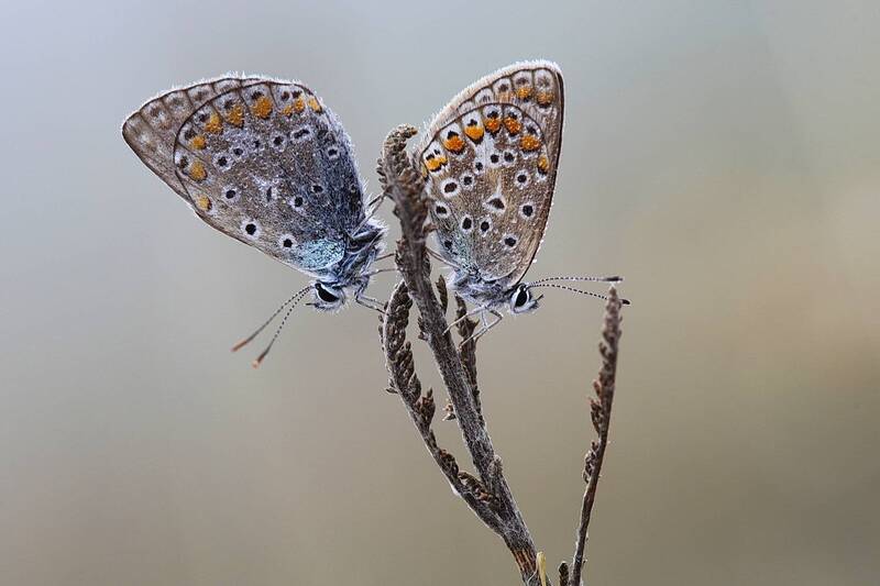 *** фото превью