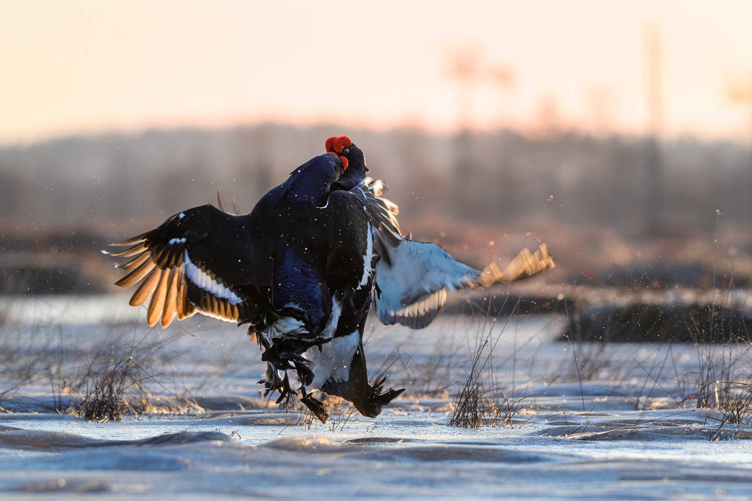 Тетерев, птицы, токование, лес, природа, фотоохота, утро, болото, драка, Михаил Ездаков