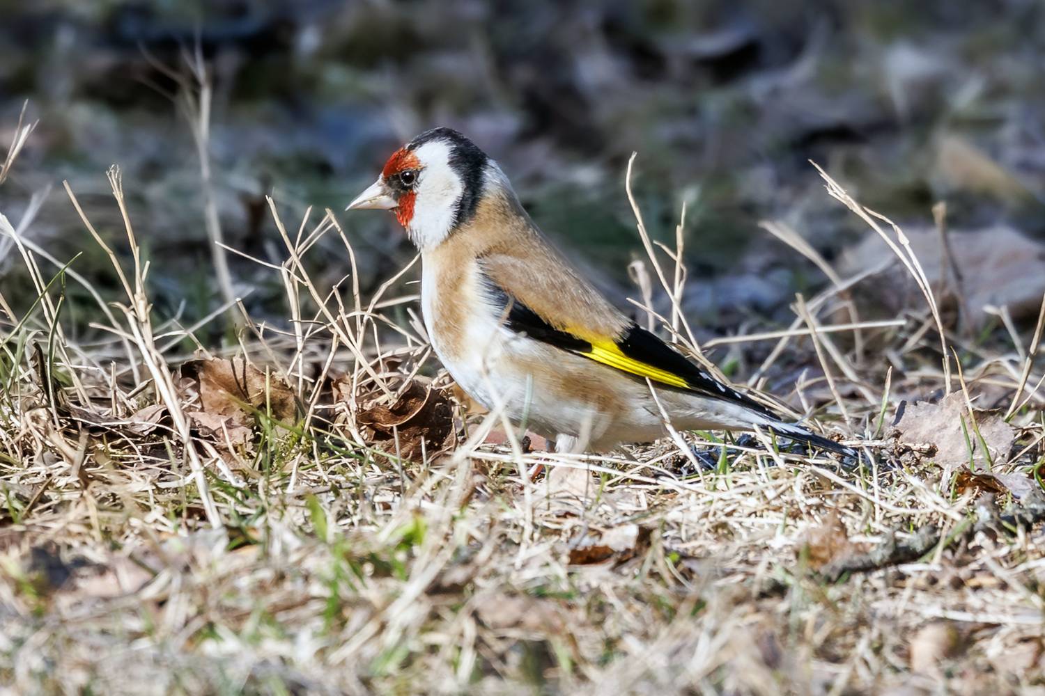 , Алексей Волков