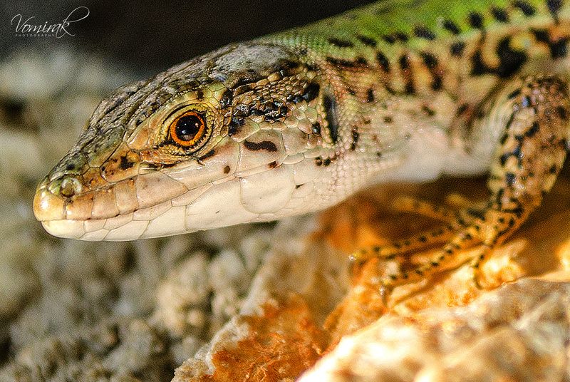 ящерица, макро, рептилия Взгляд рептилии фото превью