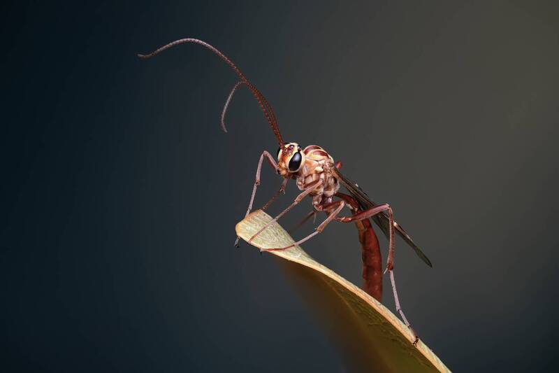 Оса наездница фото превью