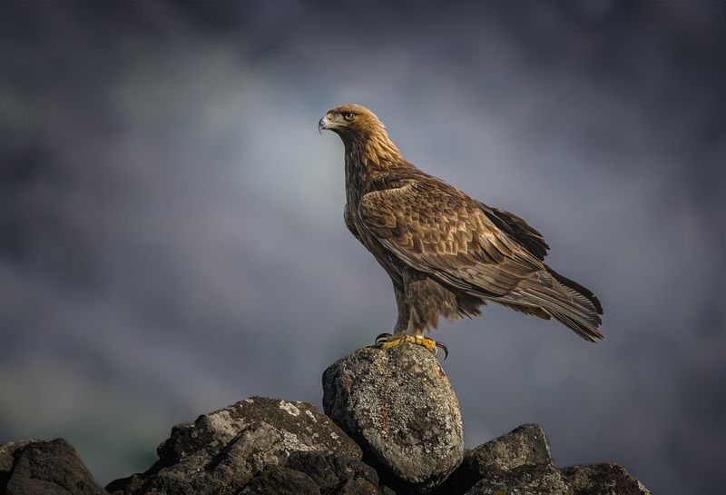 Lord of the Skies  фото превью