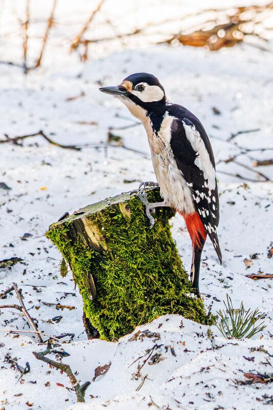 дятел  фото превью