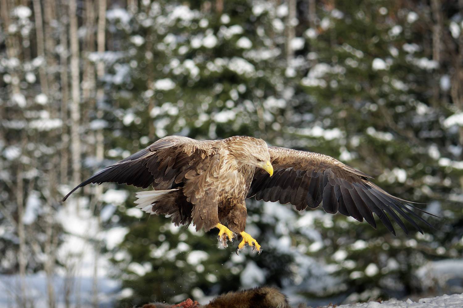 , Морозов Сергей