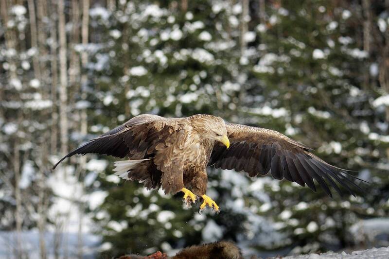 Орлан-белохвост фото превью