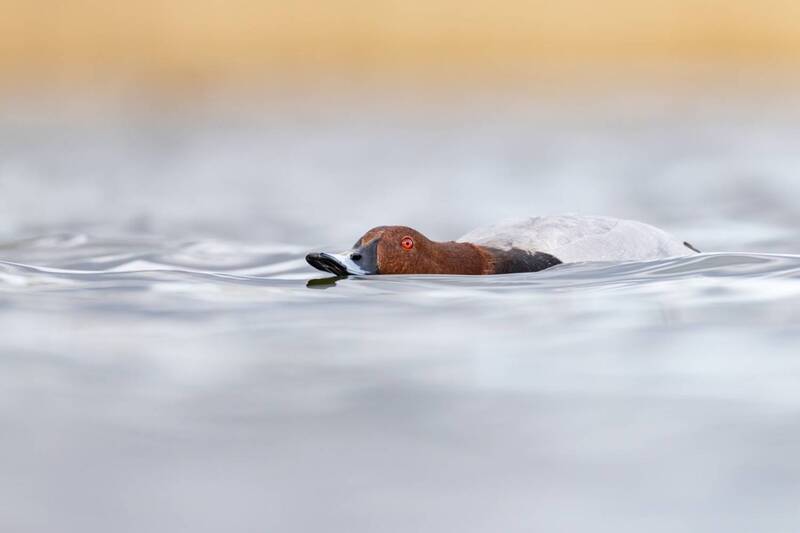 Брачный танец фото превью