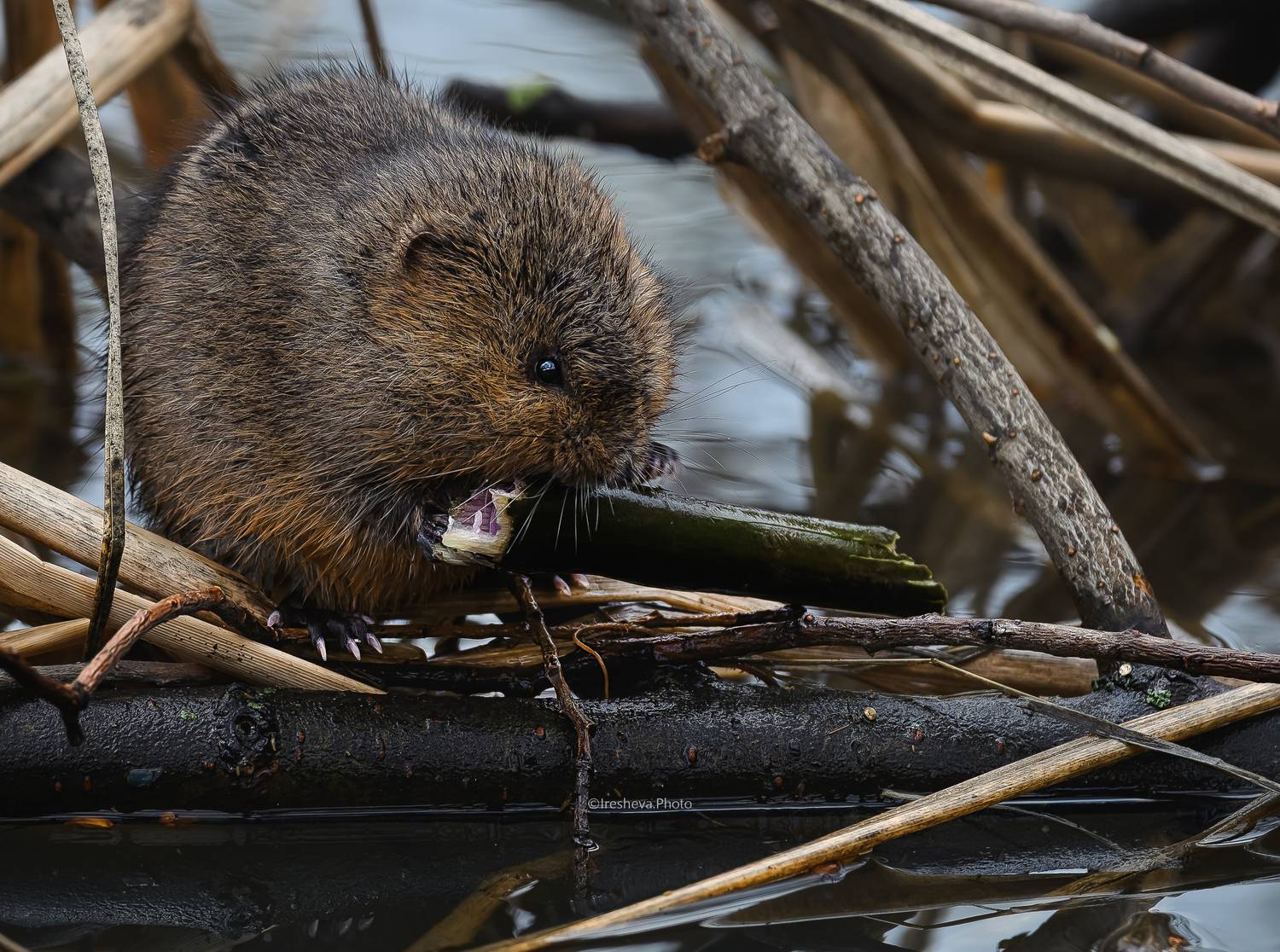 Водяная полёвка, Water Vole, Ирешева Мария