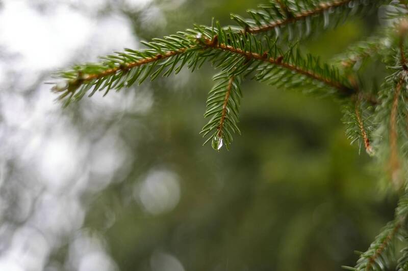 весна, апрель, тверская область, природа, лес, пробуждение, первоцветы, цветы, макро, макрофотография, растения, ветки, хвоя, мох, лесной пейзаж, свежесть, минимализм, спокойствие, нежность, природа россии, весенний лес, детали природы, боке, естественный Тихое пробуждение весны в Тверской области фото превью