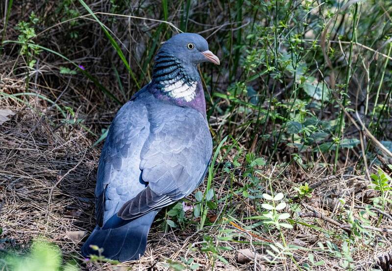 Вяхирь фото превью