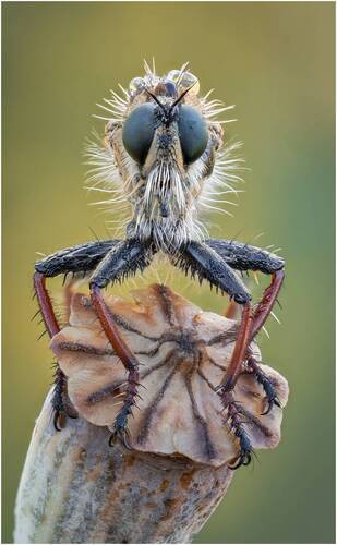 Ктырь.Robber fly.
