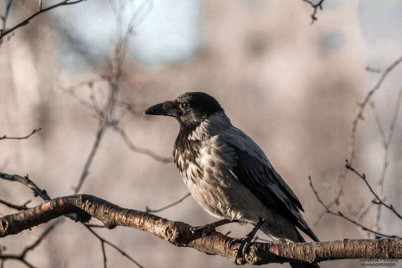 птицы, вороны, городские птицы, животный мир В ожидании вкусного угощения фото превью