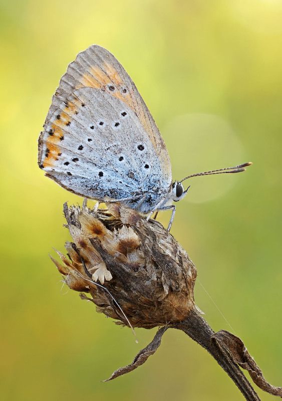 Бабочка Червонец фото превью