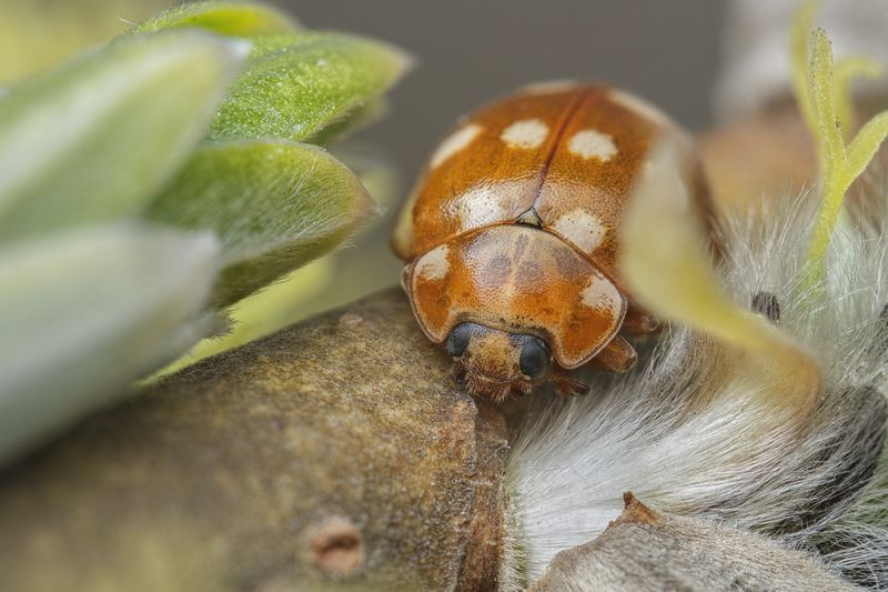 Ladybird фото превью
