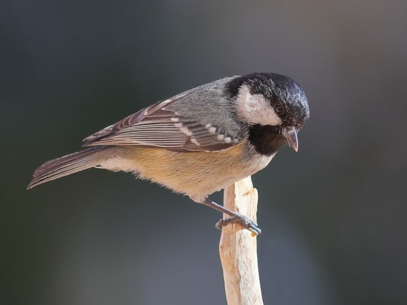Московка фото превью