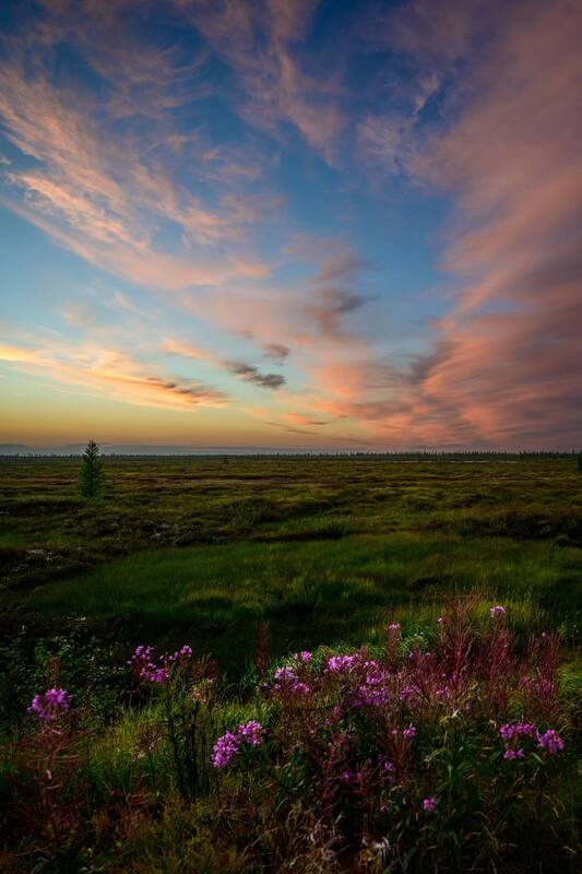 Иван-чай фото превью