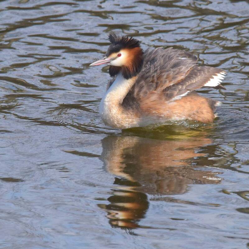 Весенняя чомга фото превью