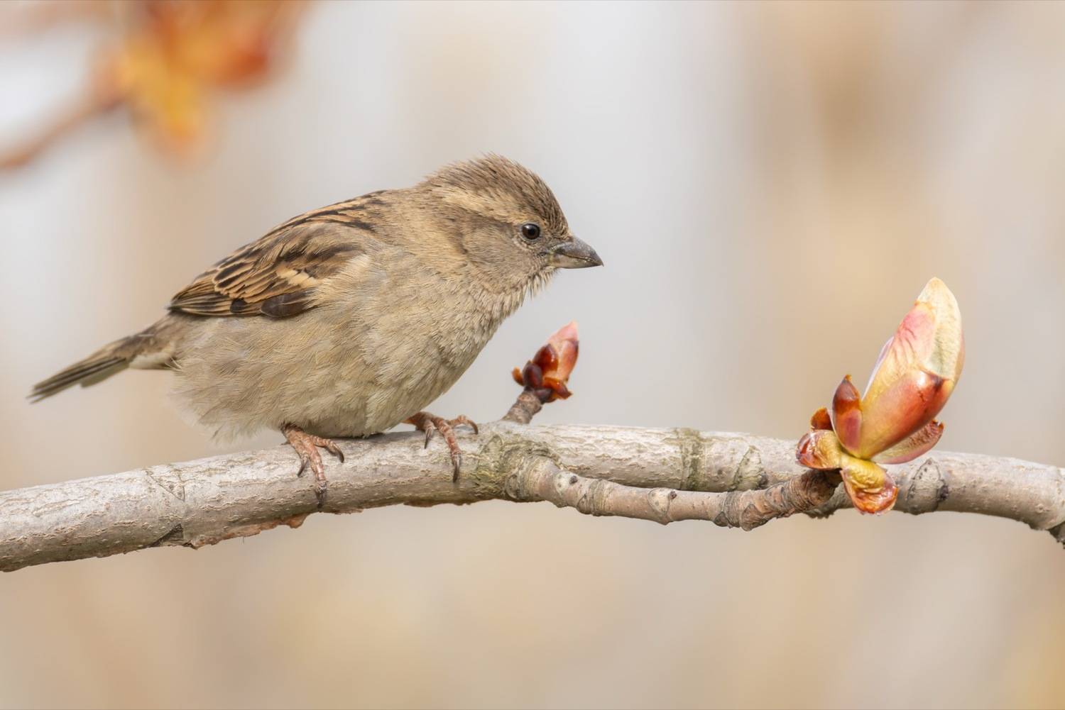 домовой воробей, воробей, каштан, птицы, весна, Ruslan Pl
