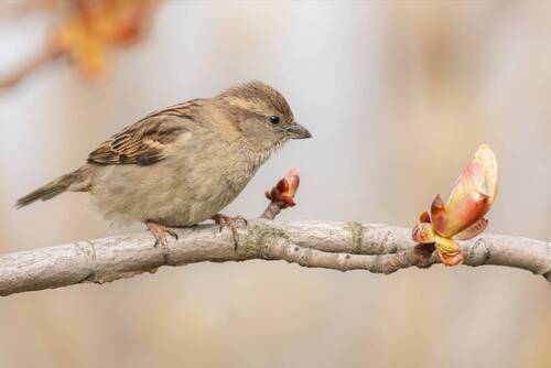 Распускающийся каштан
